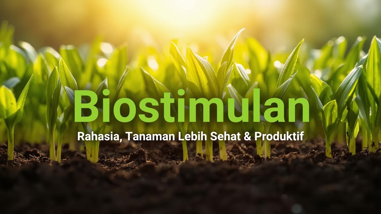 Mengenal Biostimulan: Rahasia Tanaman Lebih Sehat & Produktif