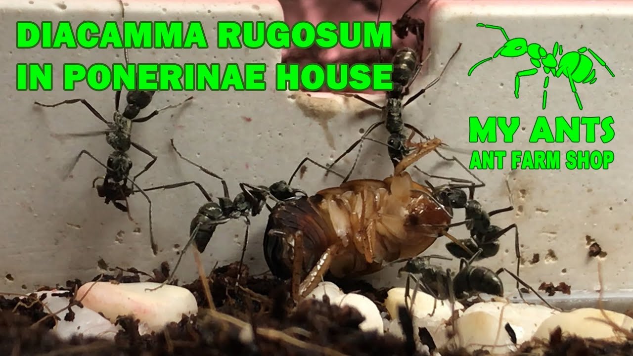 Ant Farm for Diacamma rugosum (Ponerinae House) (formicarium/nest for ants)