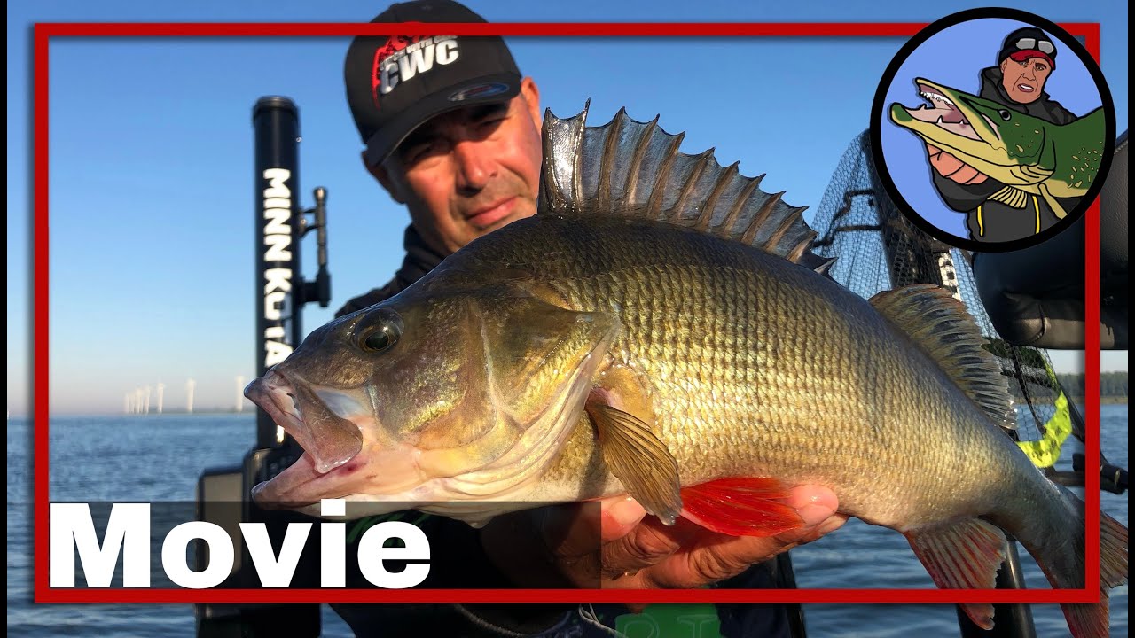 🎣 PERCH ACTION AT PRE FISHING FOR PERCH PRO 7  🎥 Perch Pro | Perch fishing competition | Lures #44
