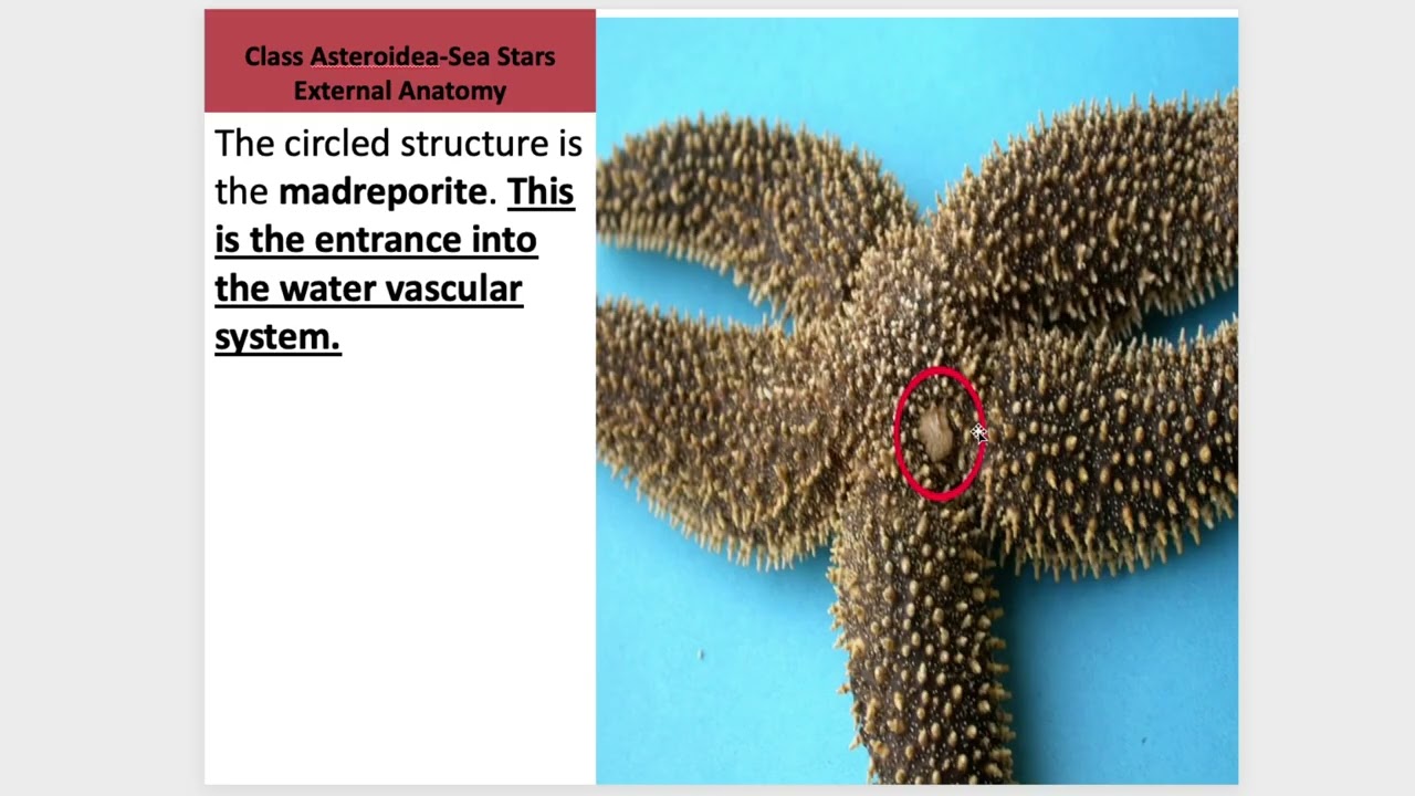 Echinoderms Lecture | BIO 104