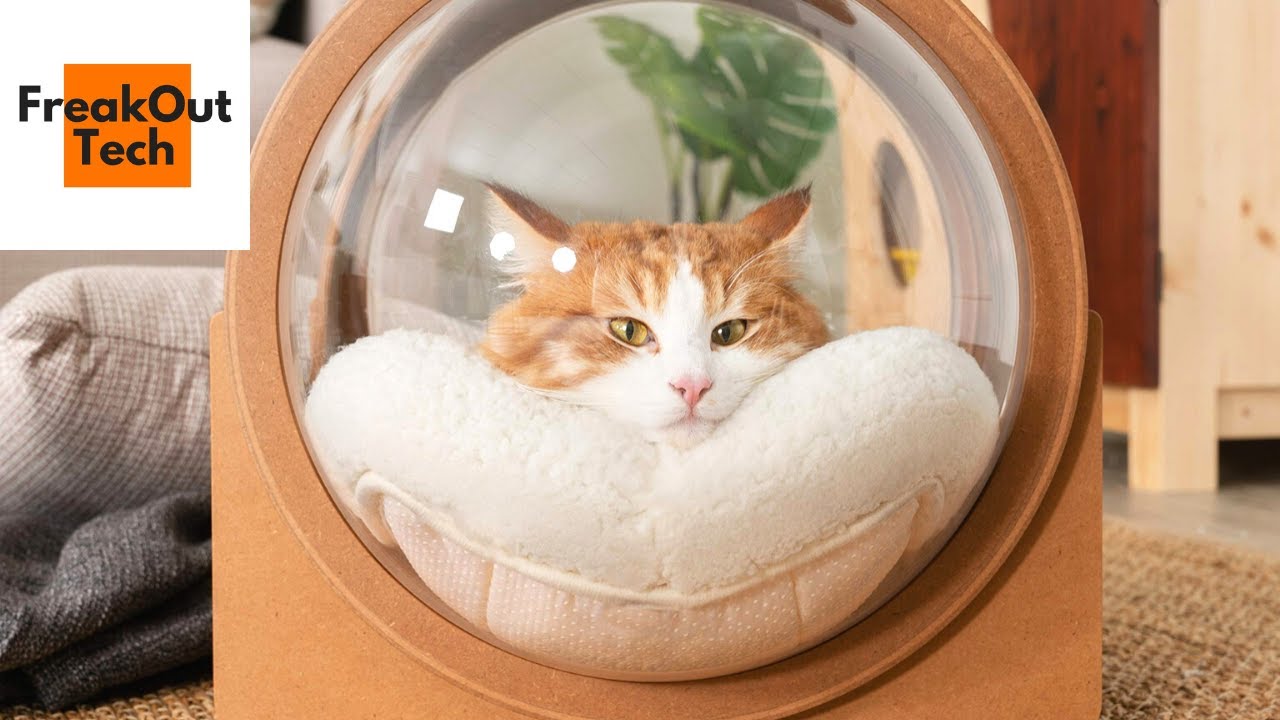 Best Cat Gadgets Of The Year
