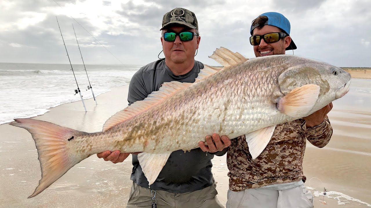 MONSTER Red Drum and Sharks from the Beach