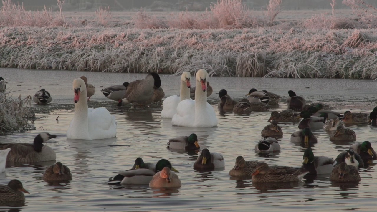 Vroege Vogels - Watervogels op een kluitje in wak