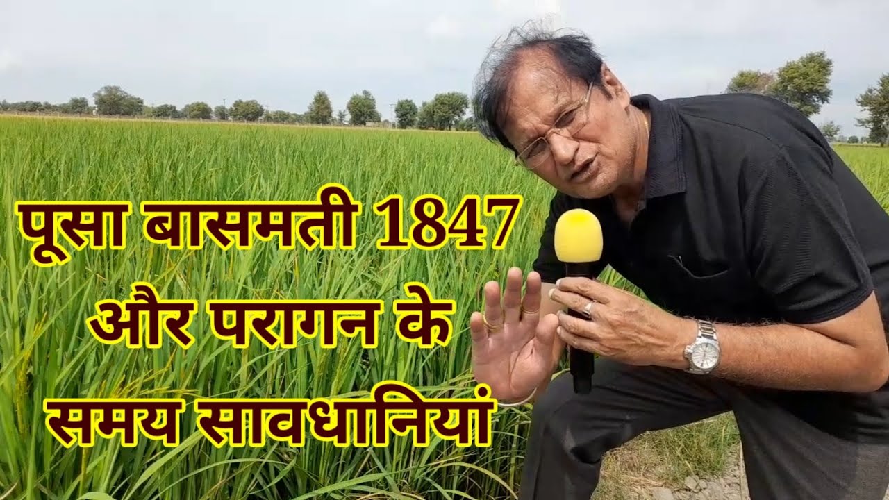 पूसा बासमती 1847 और धान की फसल में अब ध्यान देने योग्य  सुझाव
