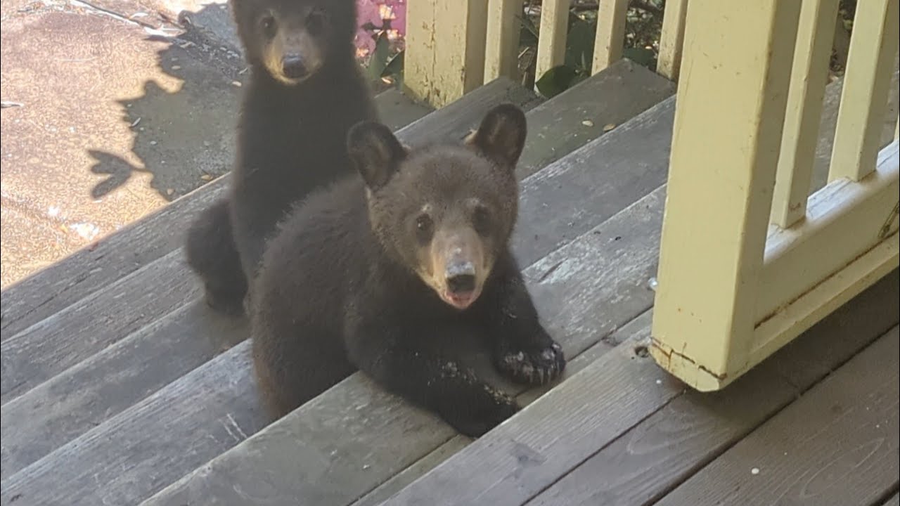 Bear Simone and Crew — Southern Ninjas