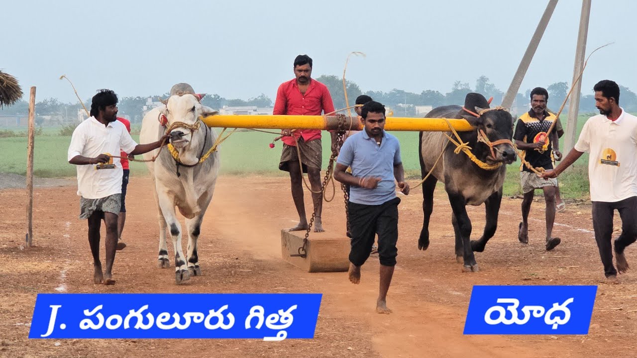 MKM Bulls మేస్త్రి ఖాదర్ మస్తాన్ గారి యోధ గిత్త..J.పంగులూరూ..చిలుకూరి నాగేశ్వరావు గారి సాంబ గిత్త 