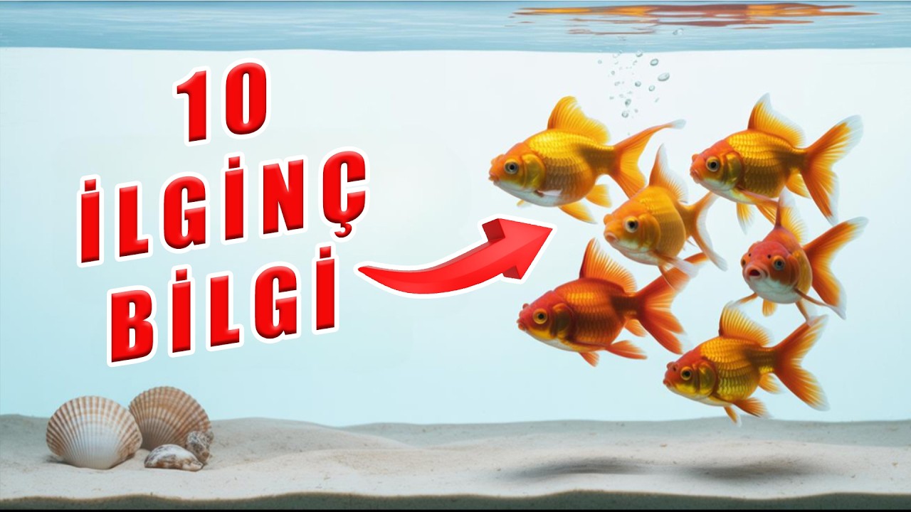 Japon Balıkları Hakkında Şaşırtıcı 10 Gerçek!