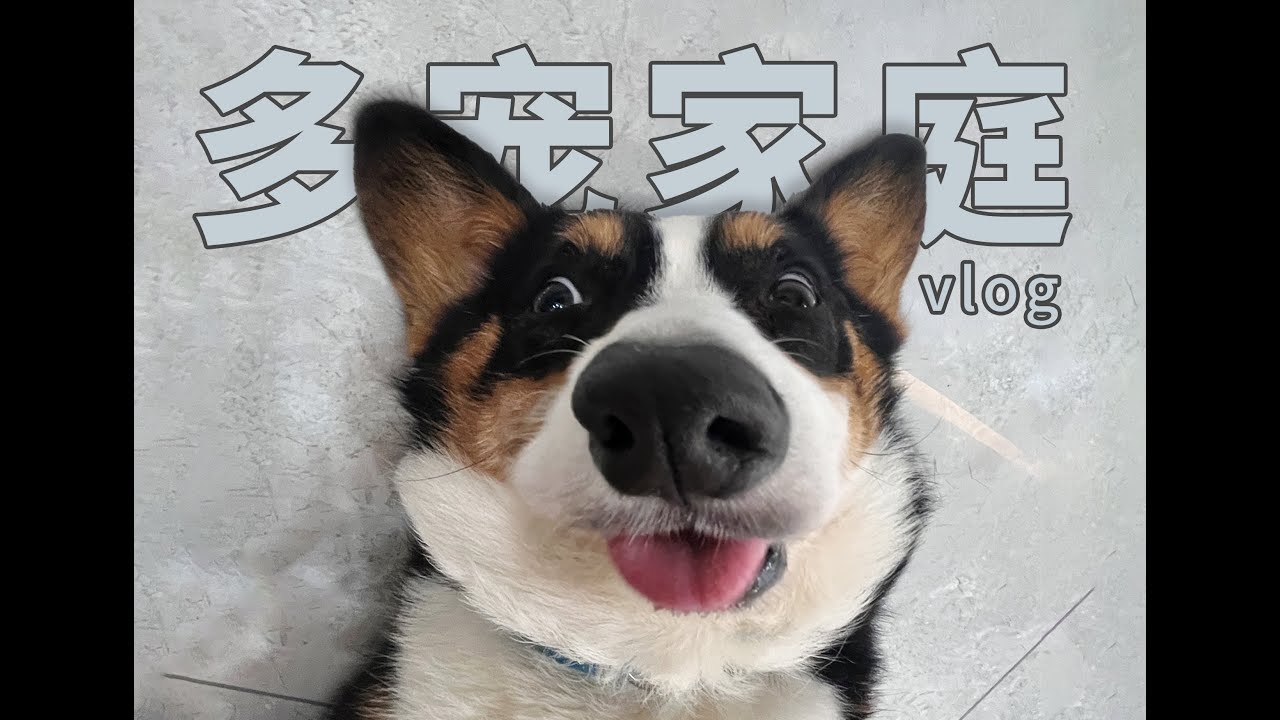 养的猫狗多了，一天24小时都不够用吧