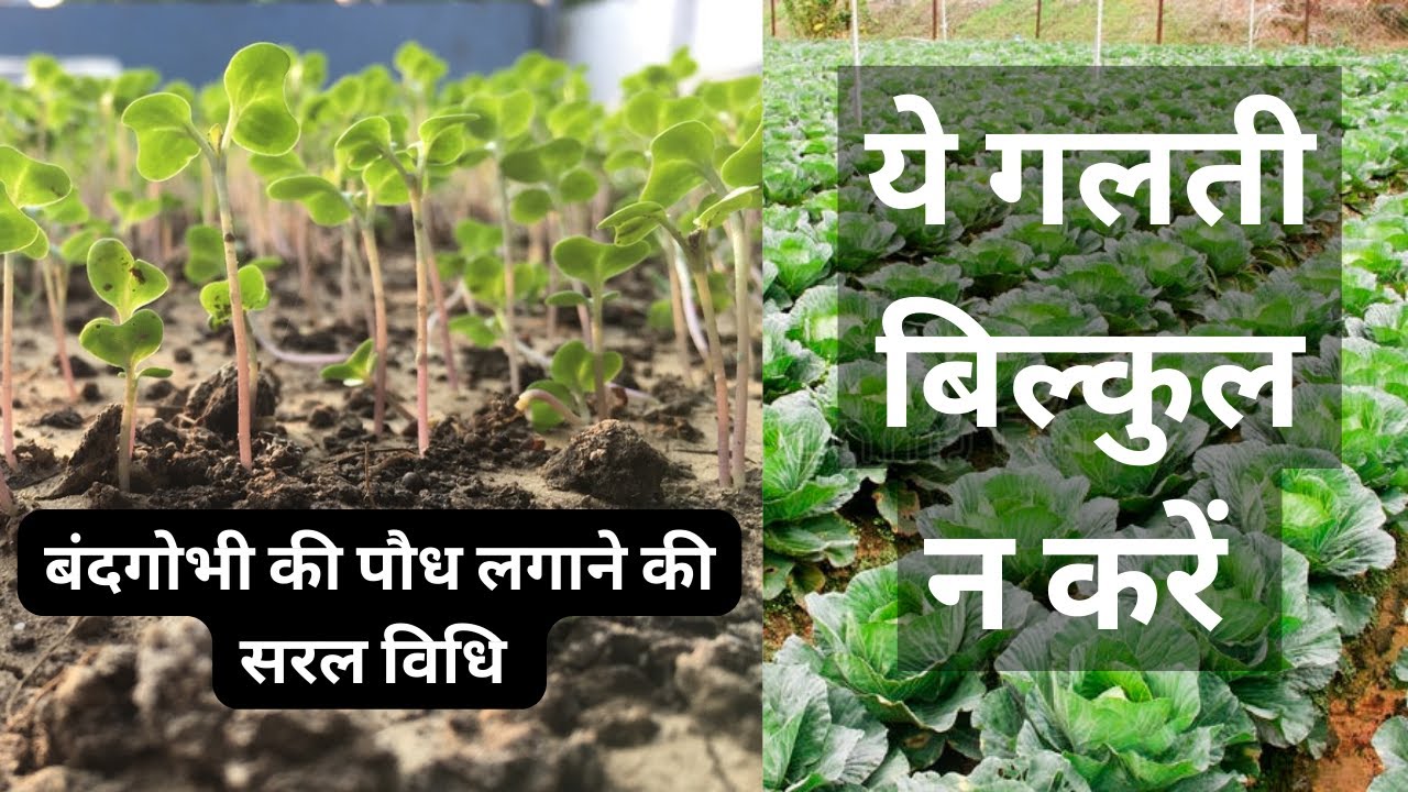 बंदगोभी की पौध कैसे तैयार करें? Bandgobhi ki podh/ nursery kaise taiyaar karien?