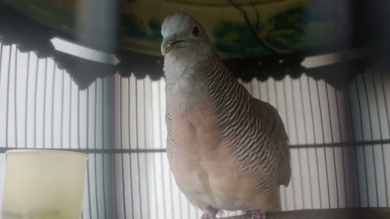 PANCINGAN SUARA BURUNG PERKUTUT BANGKOK MANGGUNG GACOR