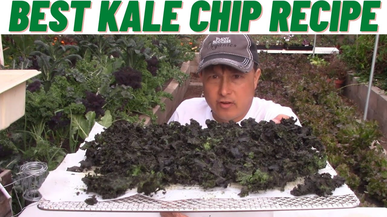 Best Homemade Kale Chip Recipe Fresh from My Garden
