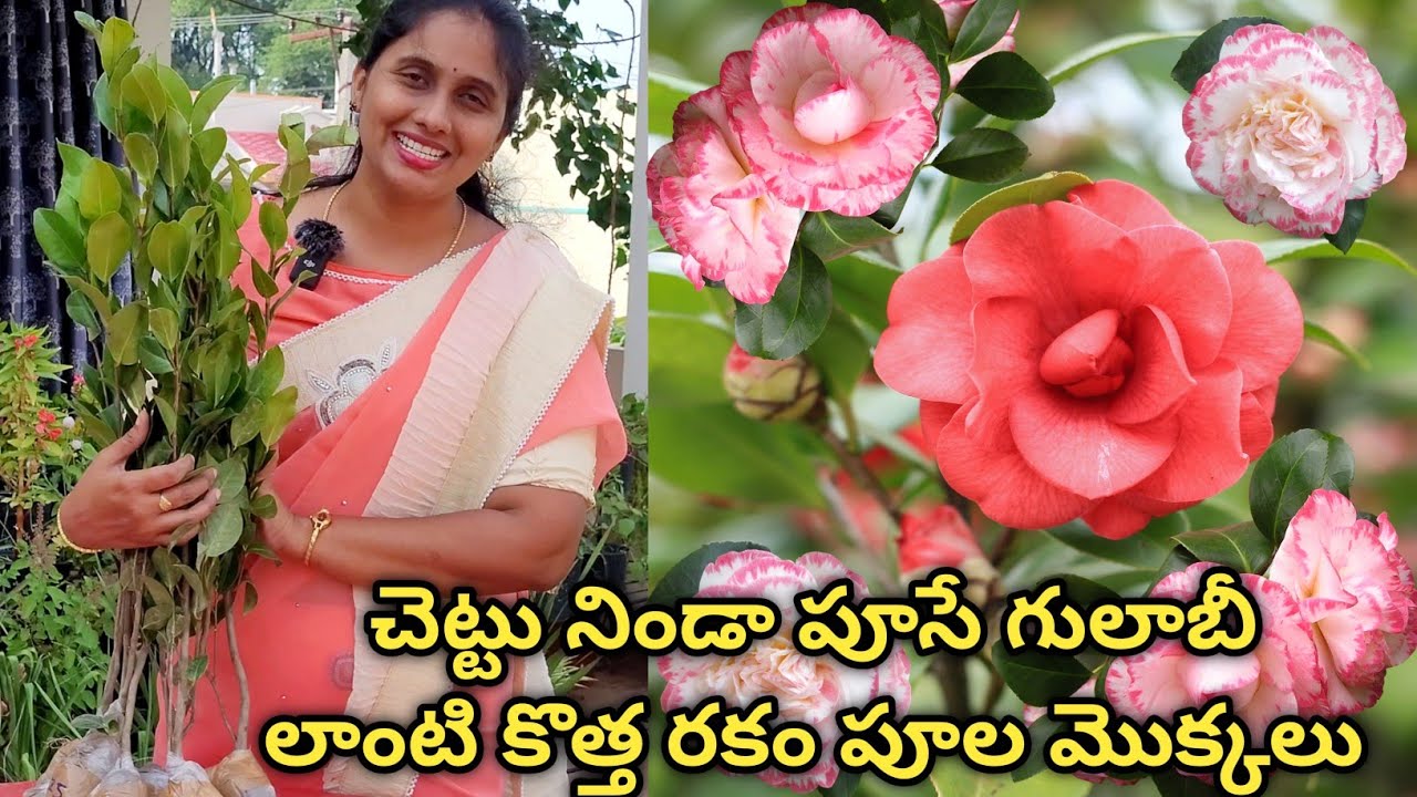camellia plant care in telugu | camellia flower plant care   @eetharamillalu