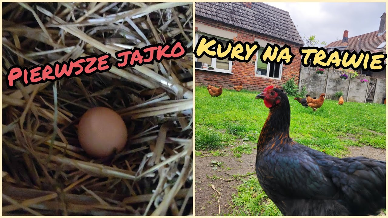 Vlog 61-Pierwsze jajo od niosek🥚😁/Kury na trawce🐣🐓🌿🍀