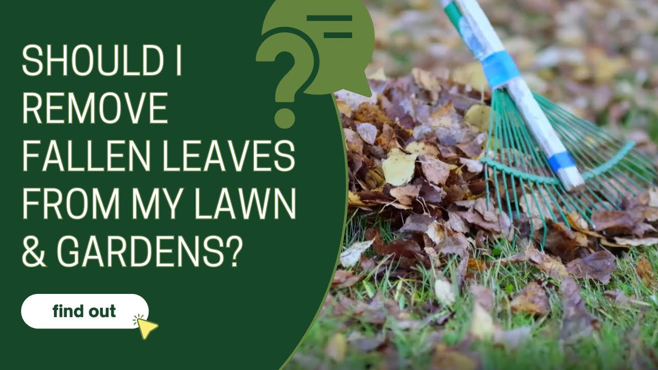 Should I remove fallen leaves from my lawn and gardens?