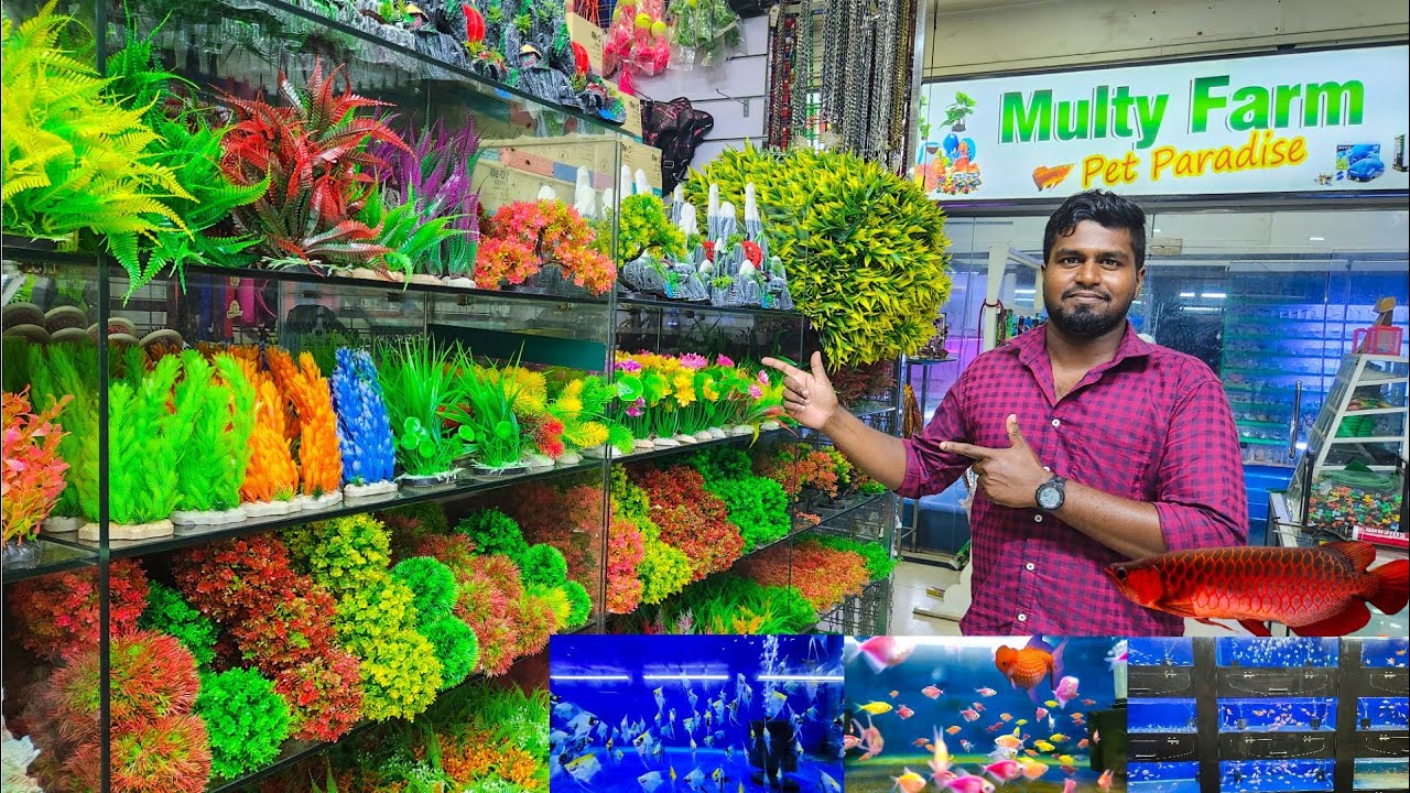 யாழில் குவிந்து கிடக்கும் வளர்ப்பு மீன்களும் அதற்கான பொருட்களும் | Jaffna
