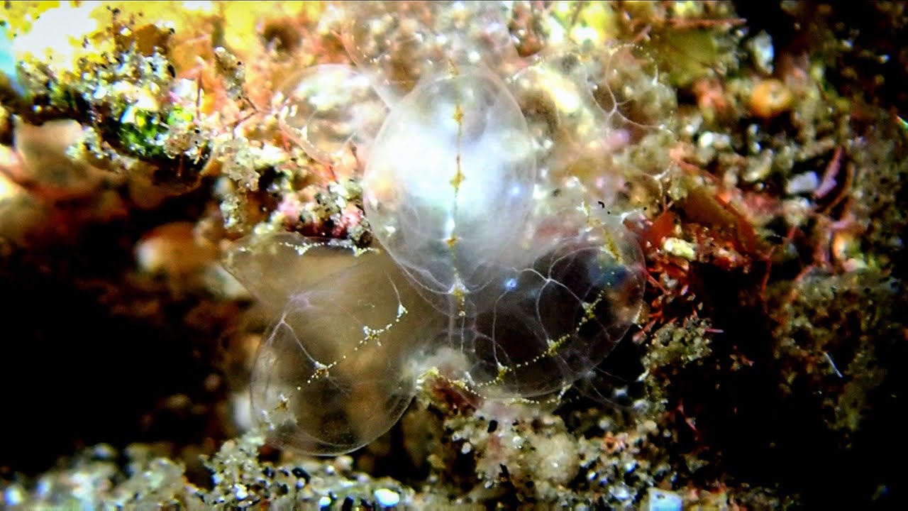 Dauin Diving Q1 2026: All Raw and unfiltered. To Beats 🎶 🎵 ⏹️ 🪕 🎼 ❤️ 