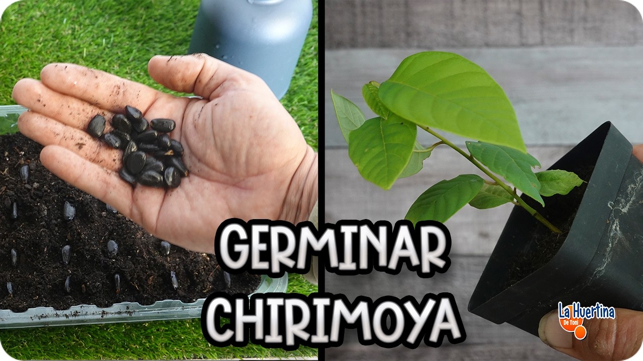 ¡La Forma MÁS RÁPIDA para Germinar Chirimoya desde semilla! ¡Increíble Método!|| La Huertina De Toni