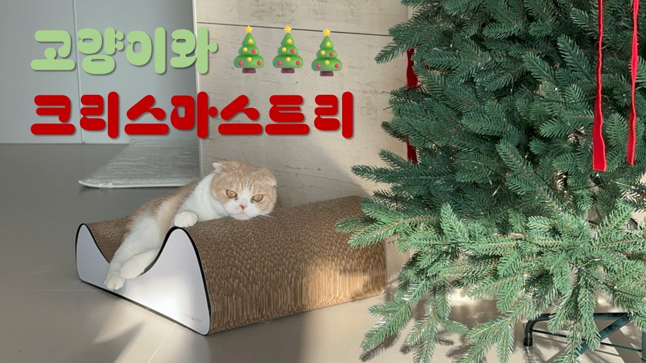 고양이 X 크리스마스 트리 합사 Christmas tree X Cat