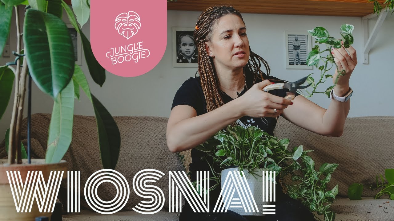 WIOSENNE PRZYCINANIE ROŚLIN ✂️PO ZIMIE - pozbywamy się łysych pędów i robimy sadzonki 🌱