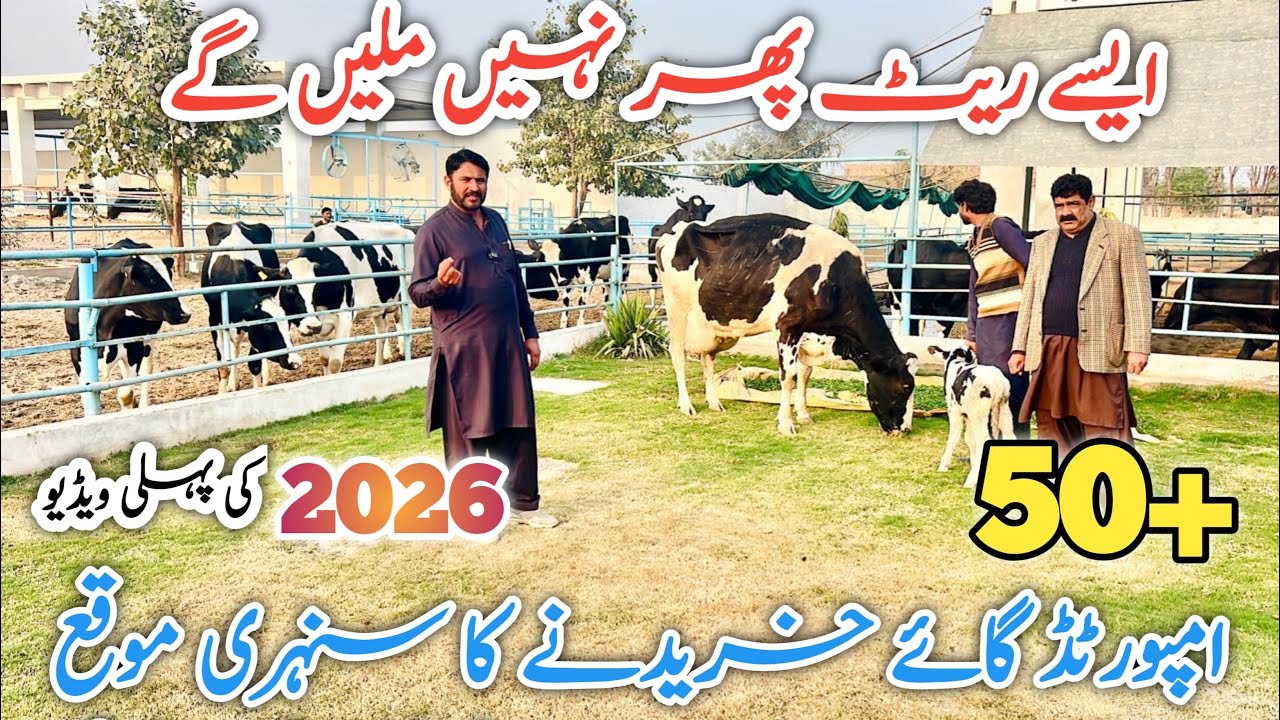 Best Imported Cows in Sargodha Pakistan | Heavy Milk Cows | Fresh & Pregnant Cows Available
