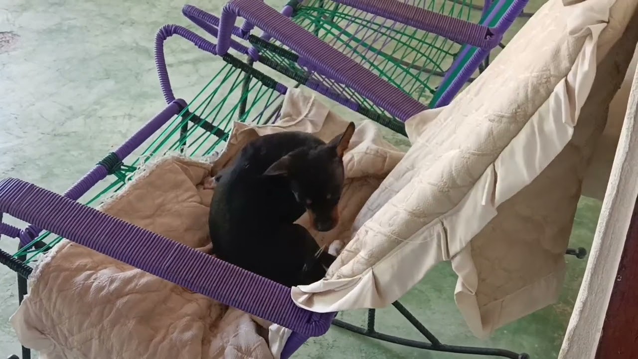 Perro persigue cola peleando la comida
