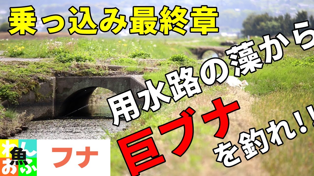 乗っ込み最終章　ホソ(用水路)のウィード(藻)攻略で尺ブナを釣れ！【春のマブナ釣り ヘラブナ釣り】Japanese crucian carp fishing spring 2021