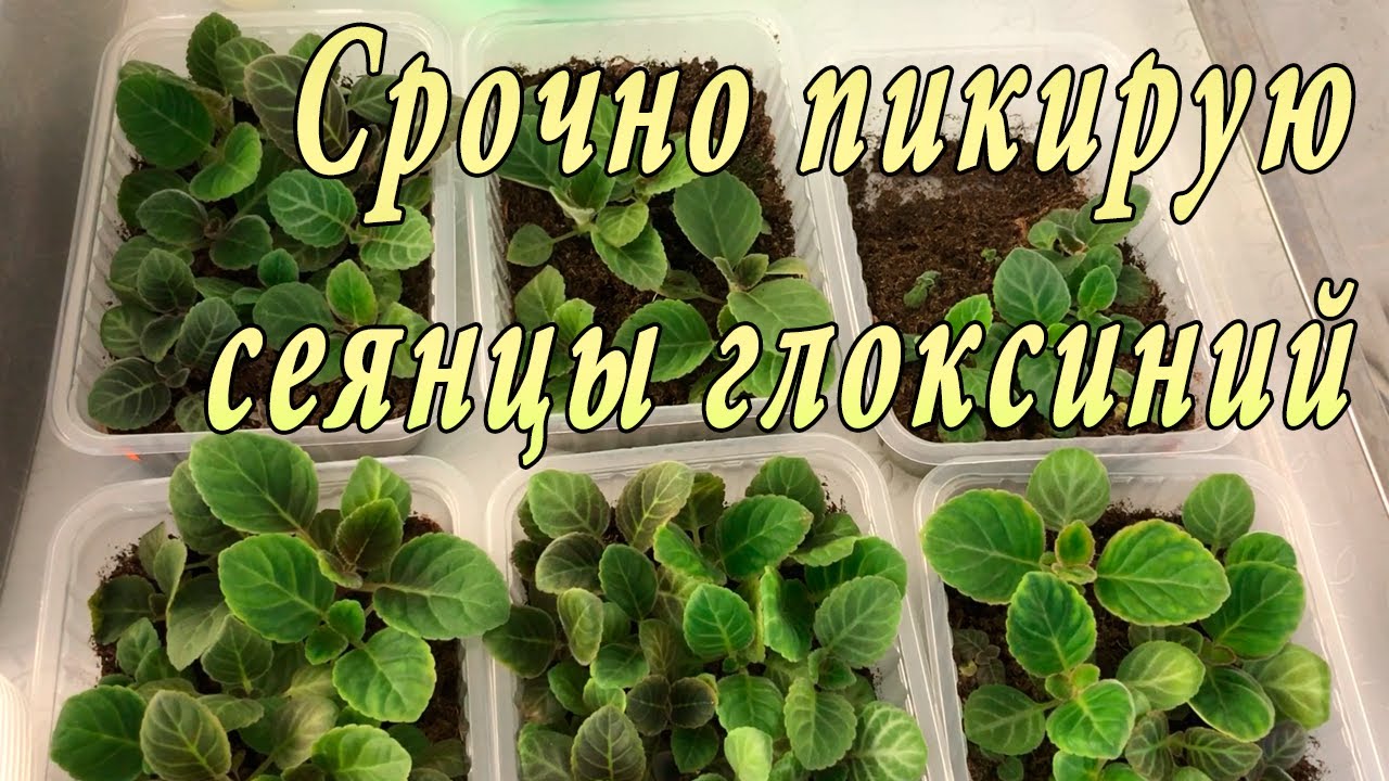 Срочно пикирую сеянцы глоксиний