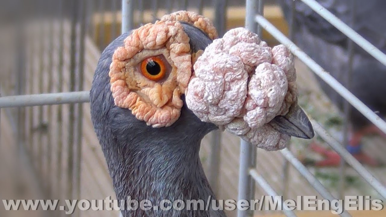 Best of English Carrier Pigeons - الحمام الكارير