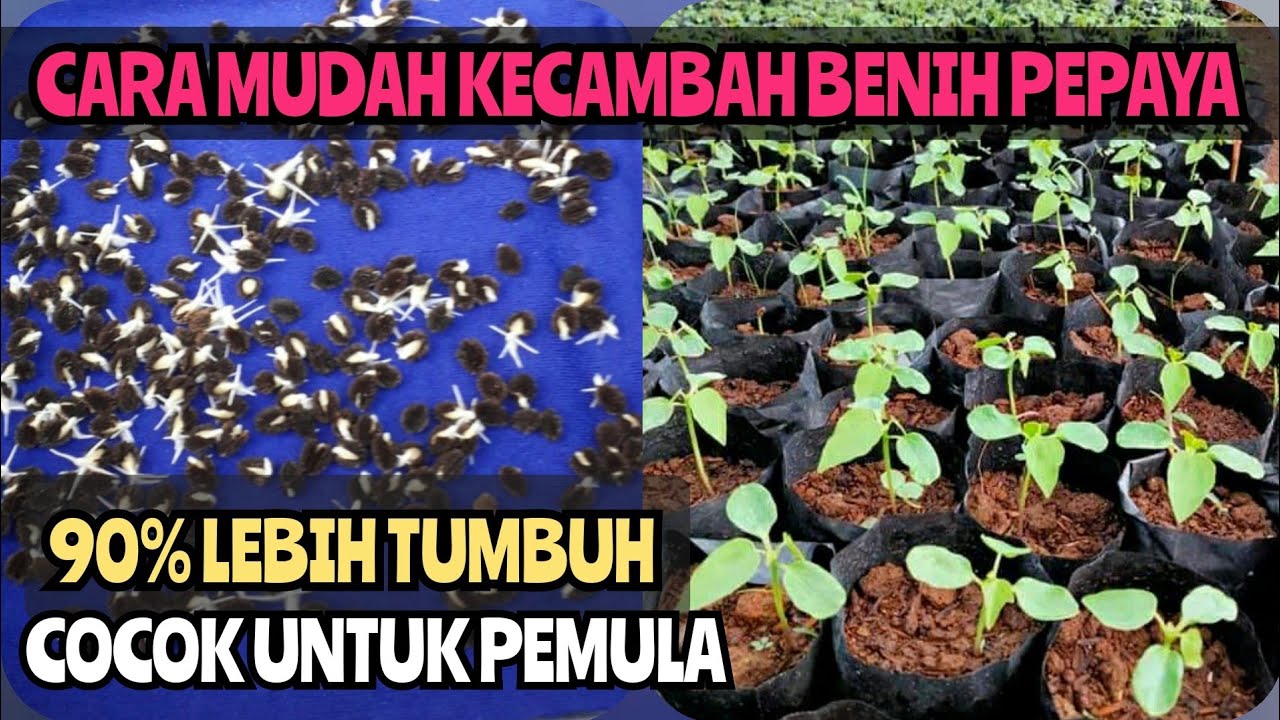 Cara Mudah Mengecambahkan Benih pepaya Kemasan Pabrik - Cara Bikin Kecambah Biji pepaya