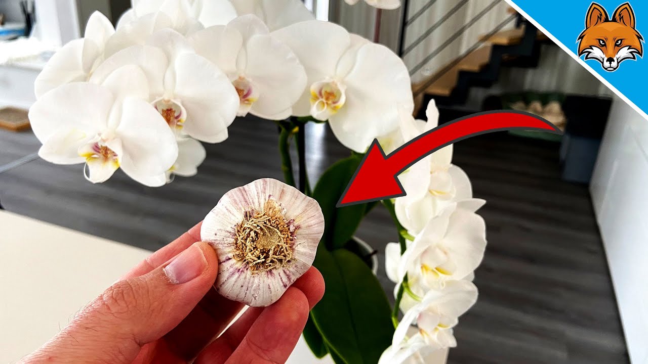 DAMIT bl&uuml;hen deine Orchideen RICHTIG sch&ouml;n 💥 (MUSST du kennen) 🤯