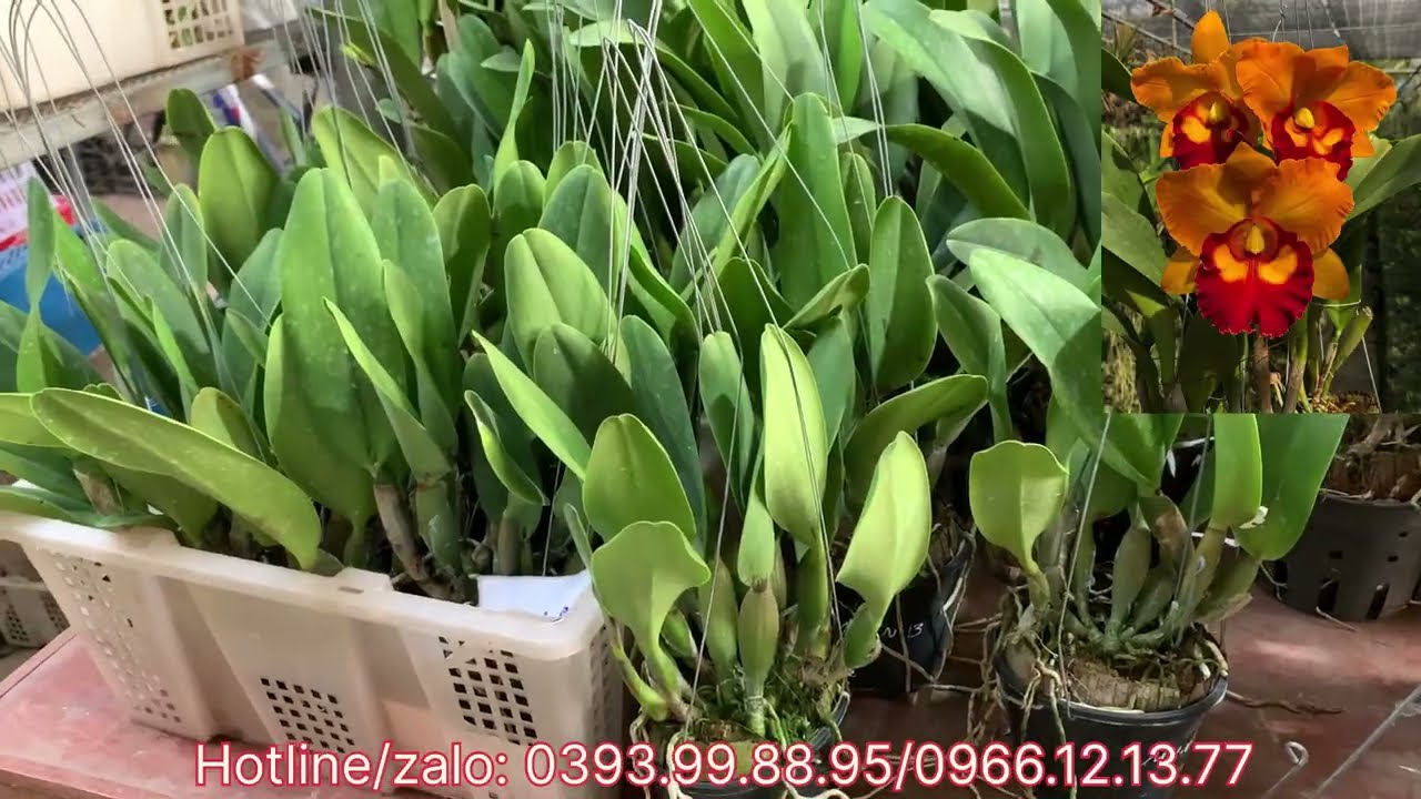 TRƯA 2/1 hoa Lan giá rẻ hoàng nhung đủ các loại giá rẻ..Lh 0393998895/0966121377