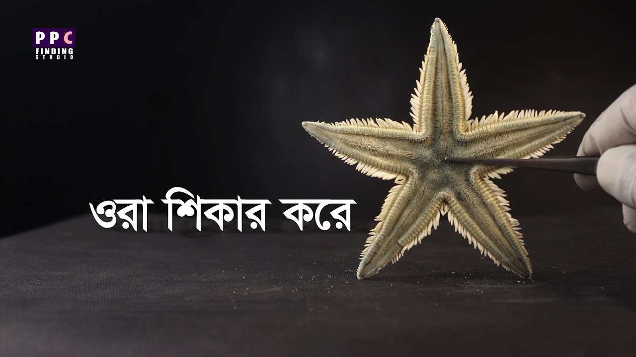 স্টারফিশ সম্পর্কে যা কিছু আপনার অজানা | Things you didn't know about Starfish