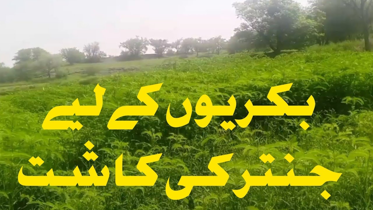 بکریوں کے لیے جنتر کی کاشت ! Janter for goats