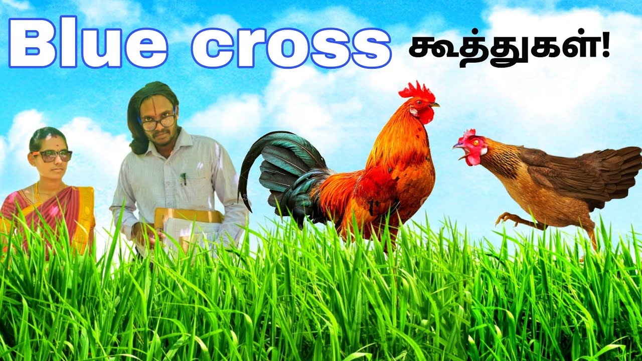 புளு கிராஸ் கூத்துகள் / Blue cross koothugal / kozhi koothugal