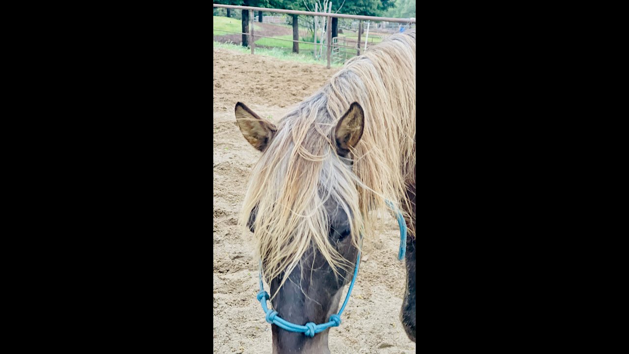 Riding a Rocky Mountain Horse - Captain Cupcake