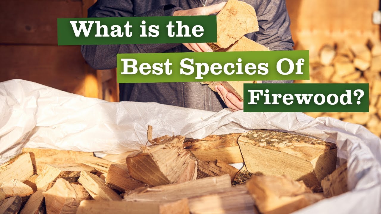 What Is The Best Species of Firewood? Your British firewood Species Explained.