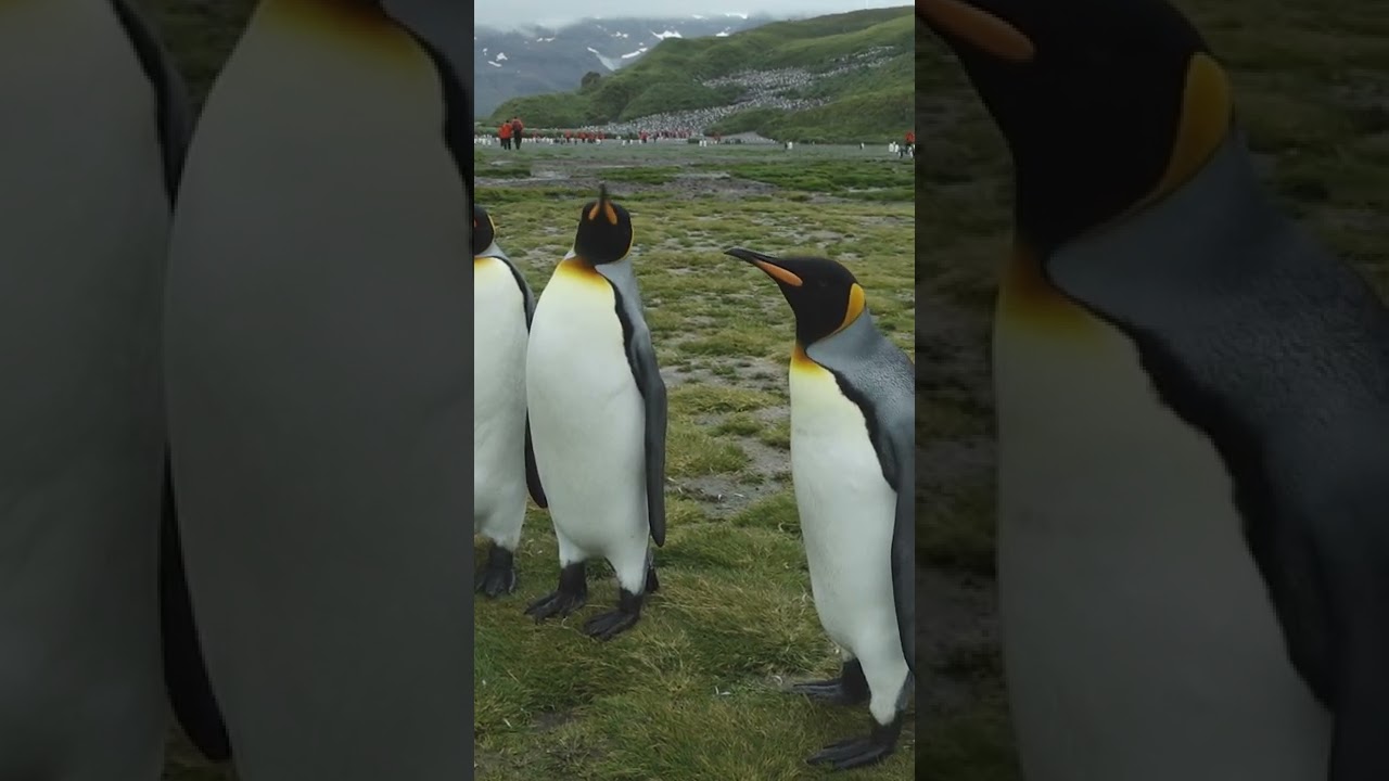 Penguin Argument | Antarctica | Lindblad Expeditions