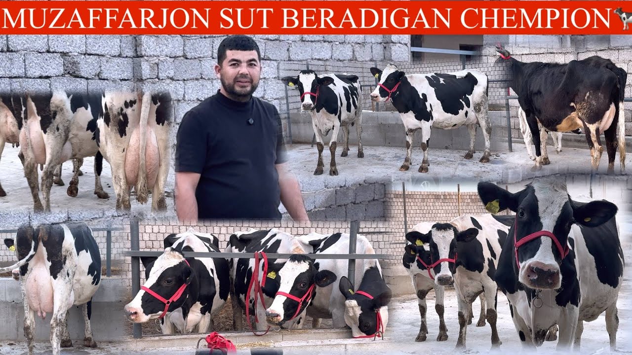MUZAFFARJON😱F🥛🌨️NARXLAR ROSA TUSHDI BU IMKONDI Q BERMANG OLIY SÓRT SGIRLAR KELDI✊🏃