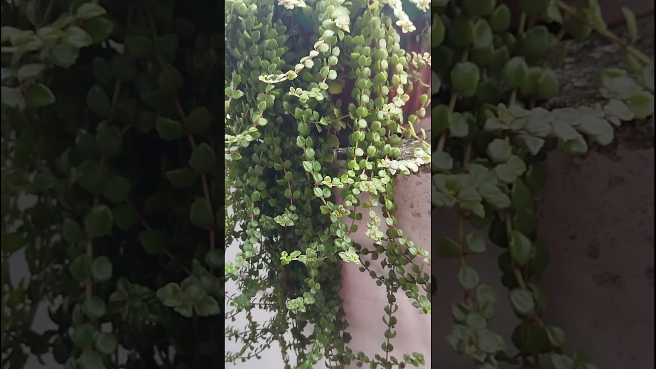 #NaturePlants #BotanicalVibes #PlantTherapy #PeacefulPlants #PlantMagic #WildGreen