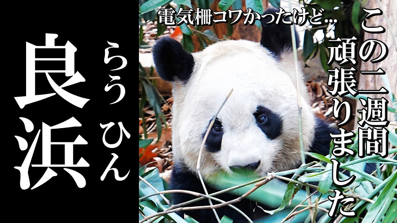 【最新映像✨】帰宅しようとしたら、良浜ちゃんが出てきました！