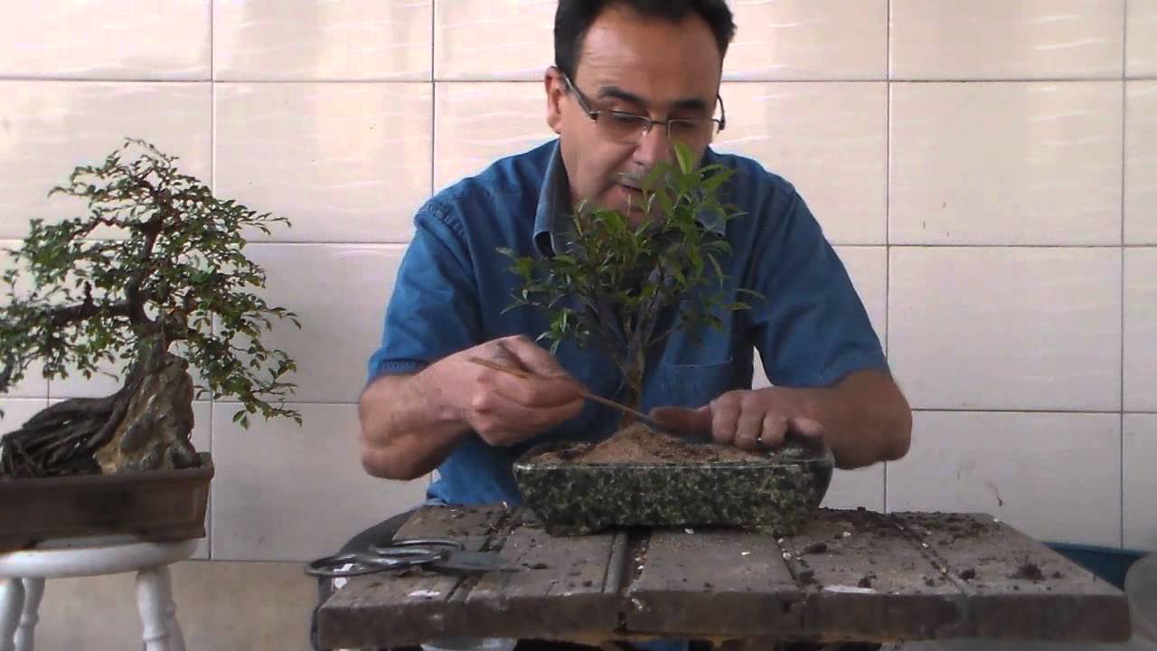Bonsai para Iniciantes - Evitar a morte do Bonsai