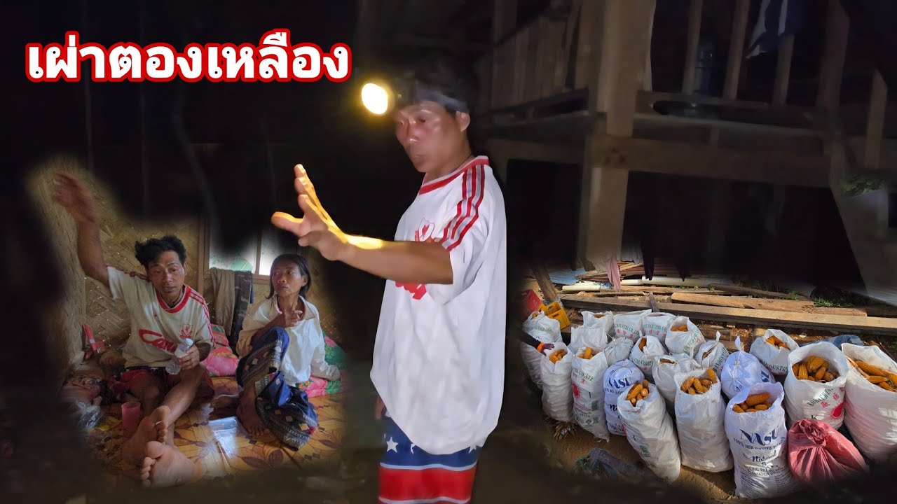 ดูอาการงานนี้พ่อบุญไทยคงจะไม่พอใจเท่าไหร่ในการแบ่งเงิน คนป่า ตองเเหลึอง ຄົນປ່າ ຕອງເຫຼືອງ bn saolao 
