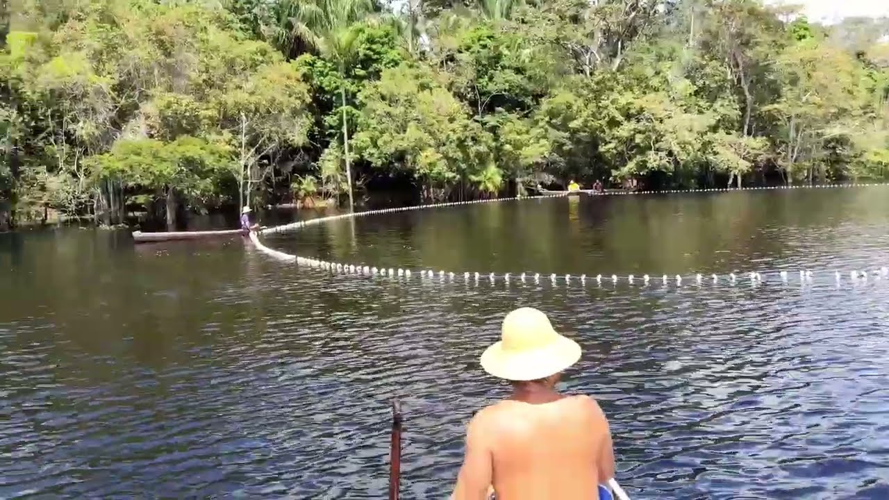 Lanço do jaraqui