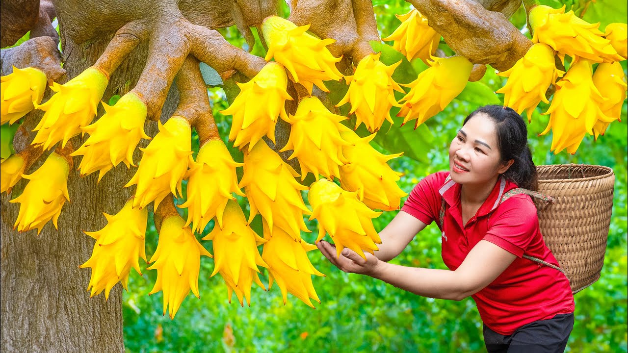 Harvesting Tree-Trunk Dragon Fruit & Go to Market Sell, 30 days from start to finish harvest on farm