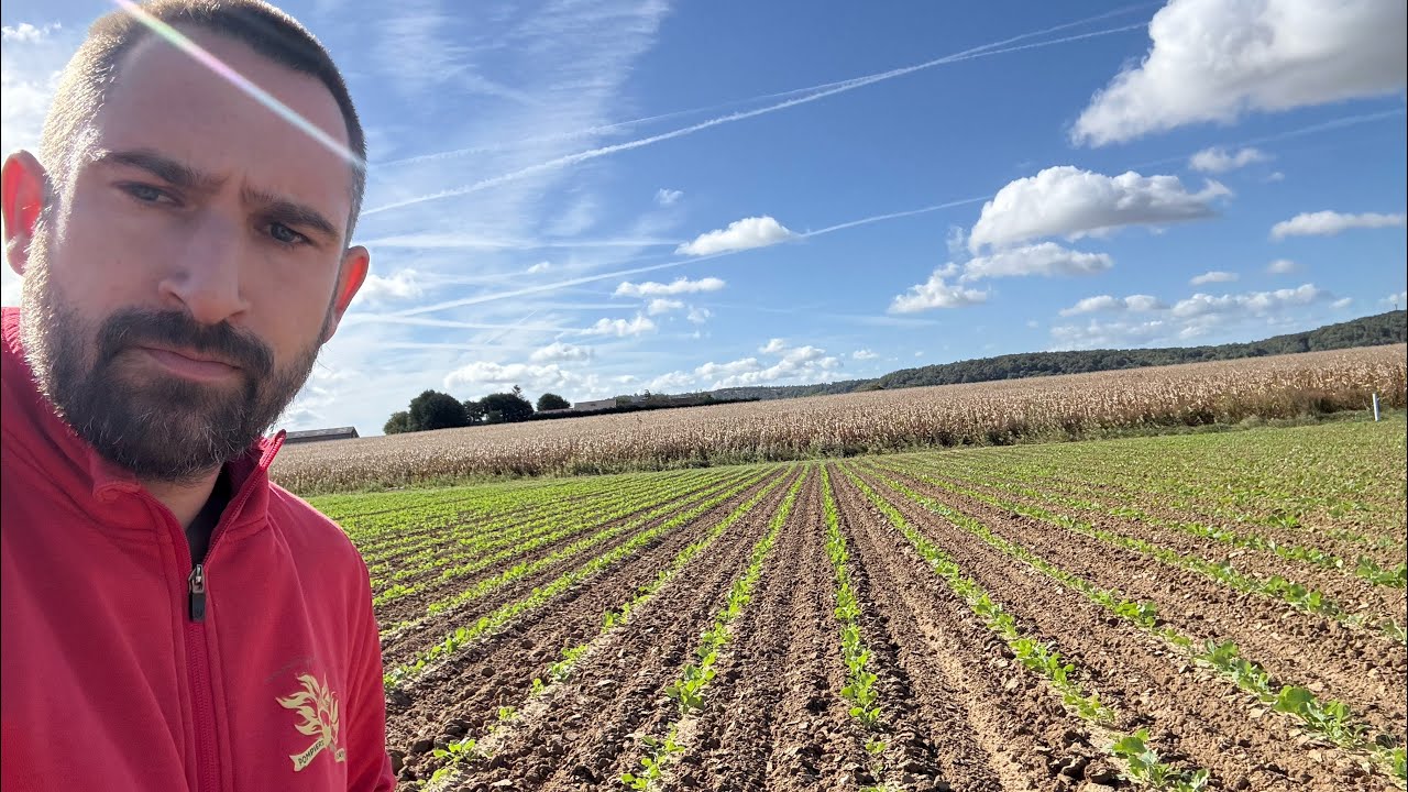 Allons voir la levée de notre colza bio