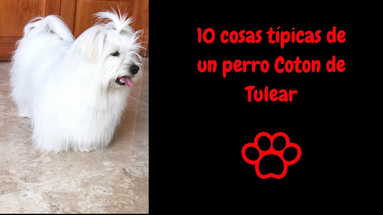 10 cosas típicas de un perro coton de tulear