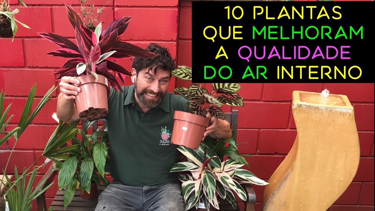 10 Plantas Para Melhorar a Qualidade do Ar Ambiente Interno - Dicas