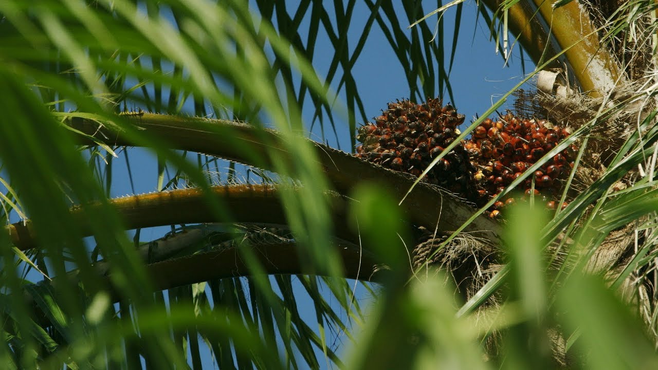 Improving standards in biofuels production in Thailand | Sustainability at Shell