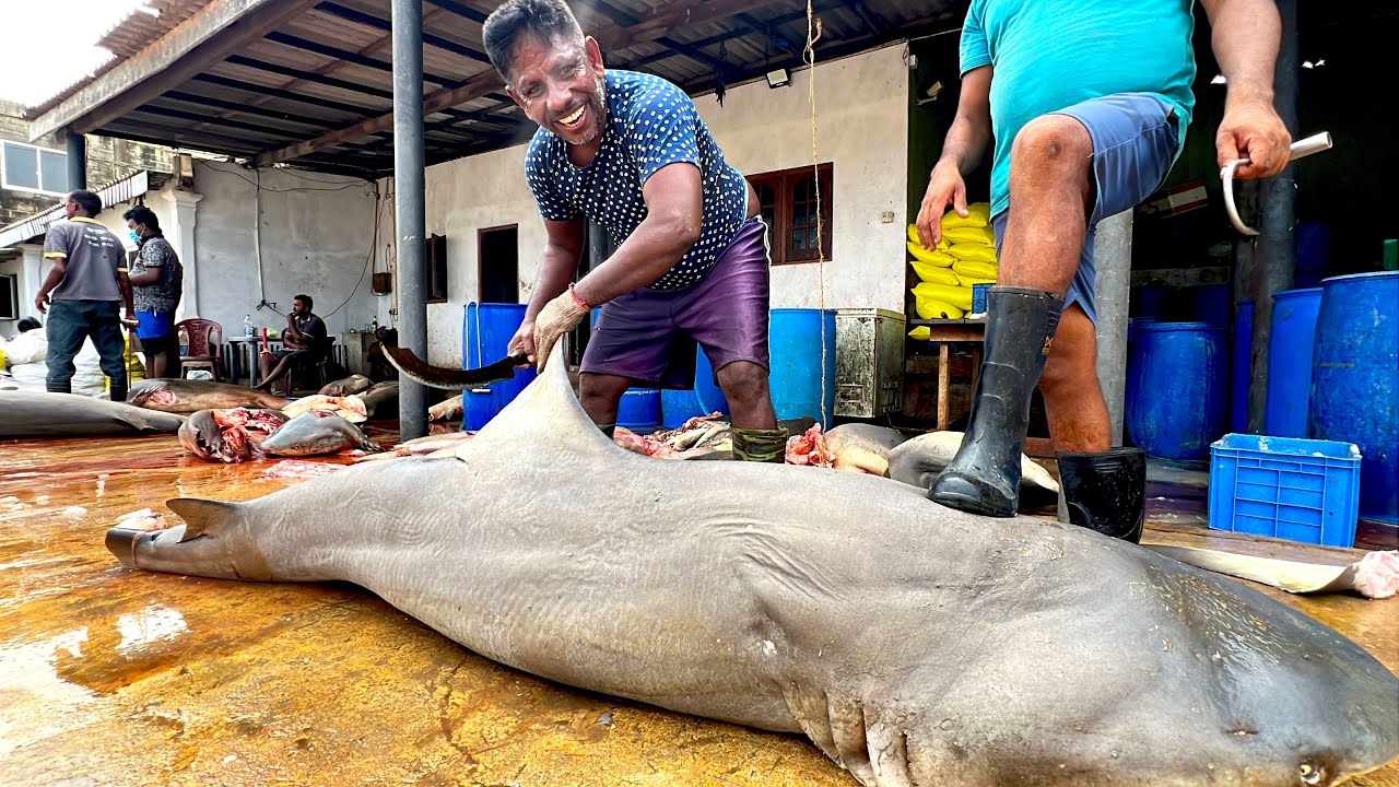 Rare Exclusive Shark Cutting Process EXPOSED! Inside Sri Lanka&rsquo;s Dry Fish Market