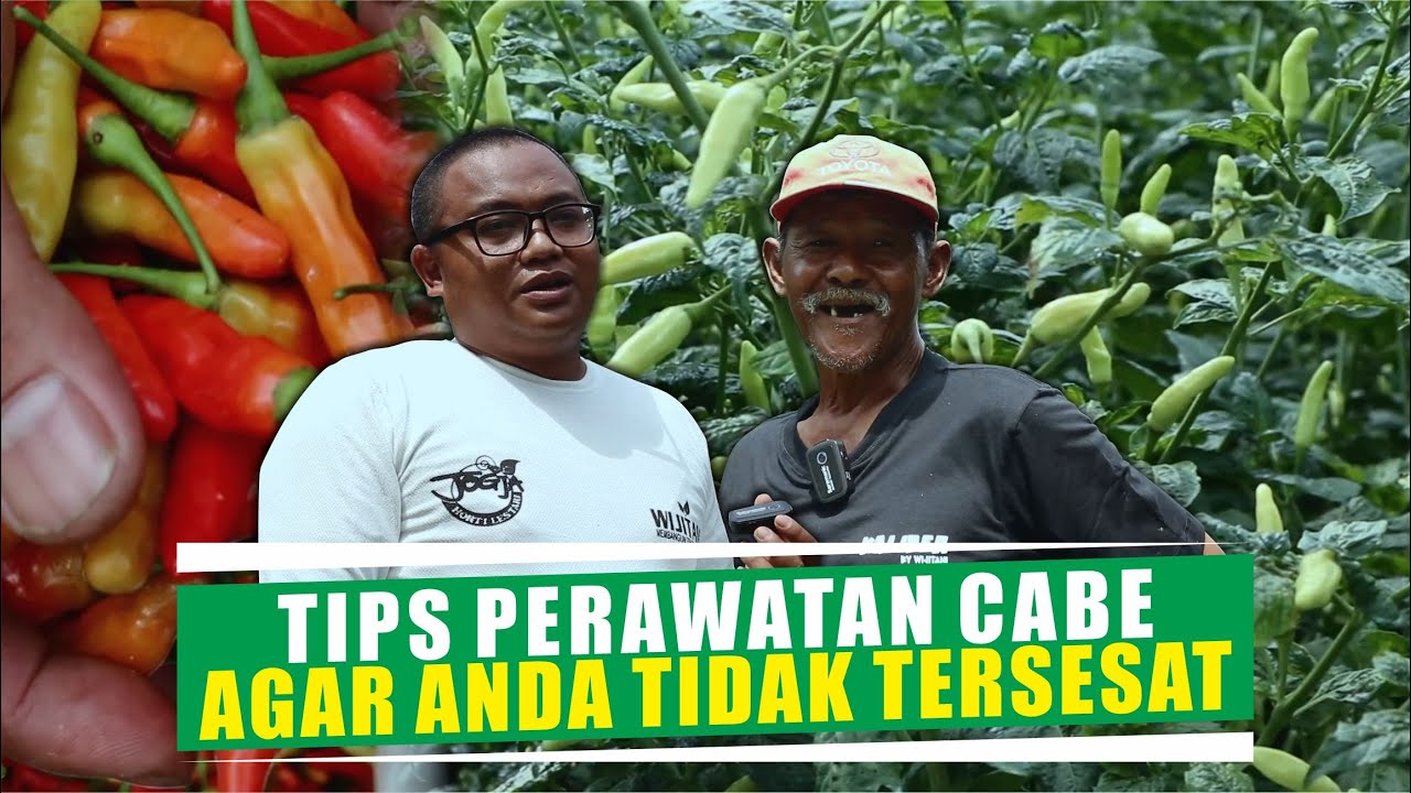 Cabe rawit kaliber mbah wito tumbuh subur dan berbuah lebat tanaman tumbuh tinggi
